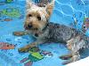 He loves his doggy pool-img_1991.jpg