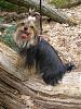 Do you take your yorkie camping?-vacation-pics-2009-145.jpg