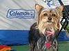 Do you take your yorkie camping?-vacation-pics-2009-219.jpg