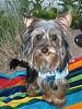 Do you take your yorkie camping?-vacation-pics-2009-362.jpg