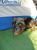 Do you take your yorkie camping?-vacation-pics-2009-216.jpg