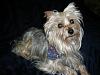 Morkie question-vacation-pics-2009-293.jpg