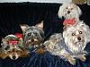 Morkie question-vacation-pics-2009-301.jpg