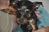 Introducing myself and my Yorkie-brodys-first-bath.jpg