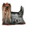 Yorkie's with tails?-kiva.png