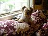 Who owns a rescue or rehomed Yorkie?-smokie-his-window-resized.jpg