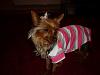 Yorkies and cold weather-145447843c.jpg