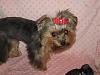 I think I ruined my dog's hair!-img_0963_2.jpg
