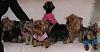 Birthday celebrations... who celebrates their yorkies b-day...-11.jpg