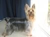 SILKY TERRIER can anybody show me how a silky looks like? pls!-show-fur-1-.jpg