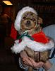 Blonde yorkies?-holly-5.jpg