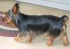 SILKY TERRIER can anybody show me how a silky looks like? pls!-img_0063.jpg