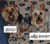 SILKY TERRIER can anybody show me how a silky looks like? pls!-dsc_1339-1-1.gif