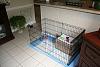 first day in crate alone, PLEASE HELP-ginger-xpen-medium.jpg