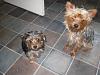 teapot yorkie?-026.jpg