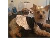 SILKY TERRIER can anybody show me how a silky looks like? pls!-jasmin-medium-web-view.jpg