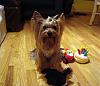 how yorkies grow up-4.jpg