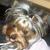 how yorkies grow up-user39169_pic59089_1244663302.jpg