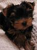 how yorkies grow up-4gracie.jpg