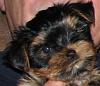 how yorkies grow up-yogi-3.jpg