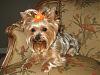 how yorkies grow up-4yrs.jpg