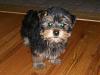 how yorkies grow up-shayna-025-web.jpg