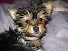 how yorkies grow up-old-pics-001.jpg