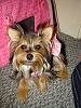 how yorkies grow up-roxie-one-year-old-027.jpg