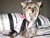 how yorkies grow up-roxie-2nd-bday-2008-007.jpg