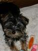 how yorkies grow up-ryder-025.jpg