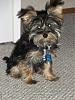 how yorkies grow up-march-2009-150.jpg
