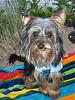 how yorkies grow up-vacation-pics-2009-362.jpg