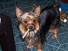 how yorkies grow up-maverick-082808.jpg