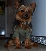 how yorkies grow up-maverick-051809.jpg