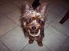 how yorkies grow up-cosmo-031309.jpg