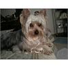 SILKY TERRIER can anybody show me how a silky looks like? pls!-best.jpg