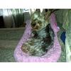 SILKY TERRIER can anybody show me how a silky looks like? pls!-2.jpg