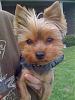 getting two more yorkies question?-3287_1127580358066_1483896819_310711_1254028_n.jpg