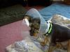 Getting neutered right now!-img00350.jpg