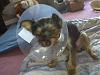 Getting neutered right now!-img00351.jpg