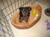 how yorkies grow up-img_0806.jpg