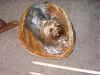 how yorkies grow up-img_2203.jpg