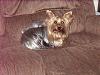 how yorkies grow up-img_2154_2.jpg