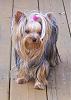 how yorkies grow up-bsm-2.jpg