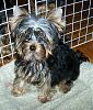 how yorkies grow up-sebastien-4.5-months.jpg