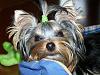 how yorkies grow up-sebastien-sm.jpg