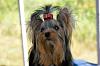 how yorkies grow up-dsc00099.jpg