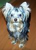 how yorkies grow up-sm-5.jpg