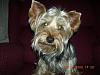 how yorkies grow up-preston-1-year.jpg