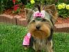 how yorkies grow up-firstbow-003.jpg
